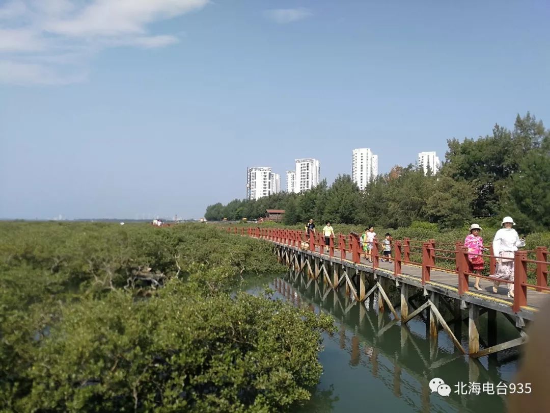 金海灣紅樹林景區市民免費開放周已啟動_北海