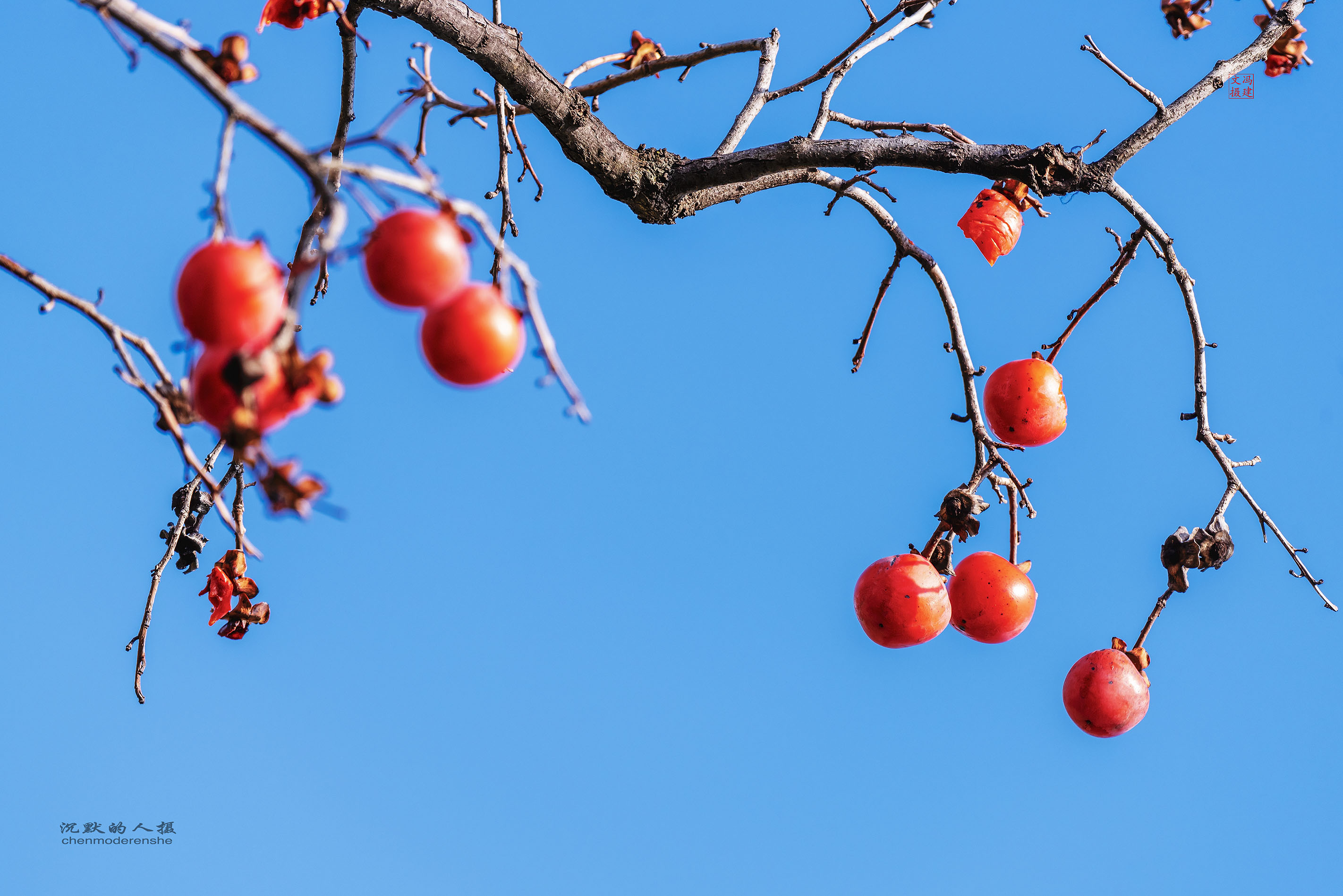 摄影欣赏冬天里的火晶红柿子图