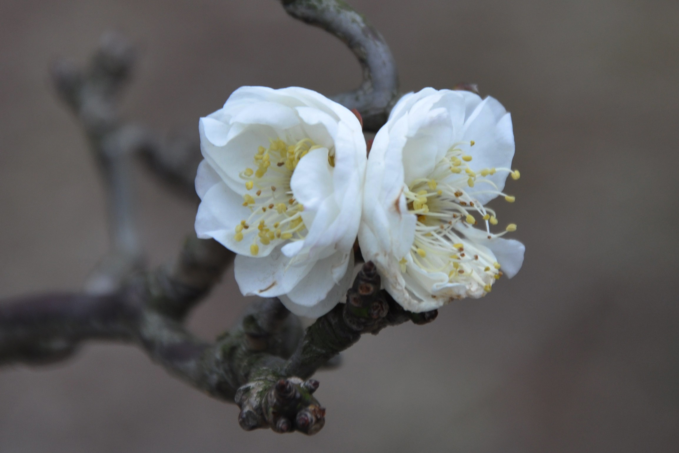 上海闵行梅园的龙游梅