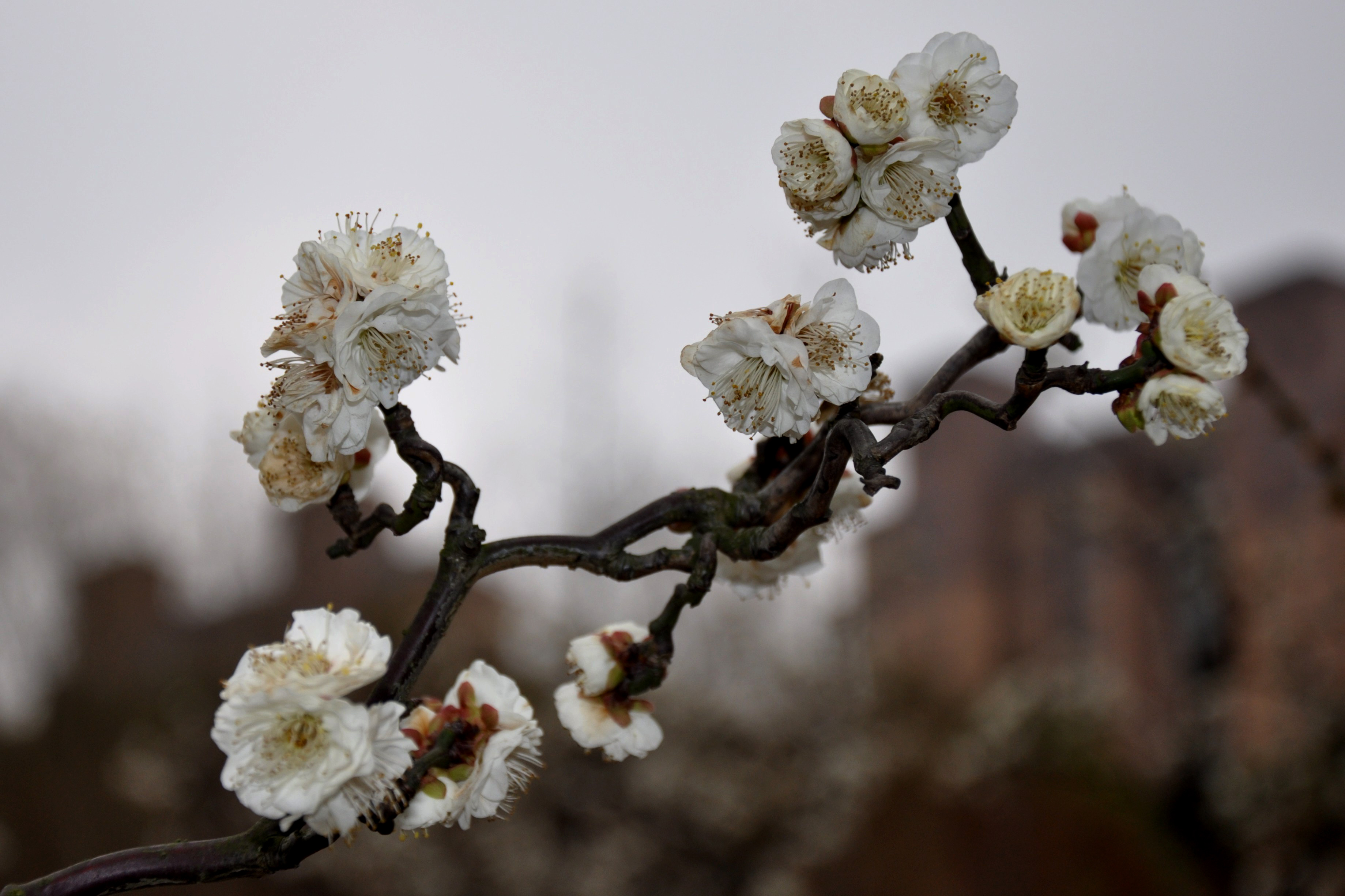 上海桂林公园梅花图片