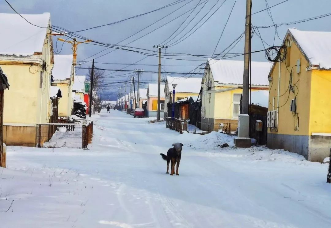 大兴安岭的猫冬模式