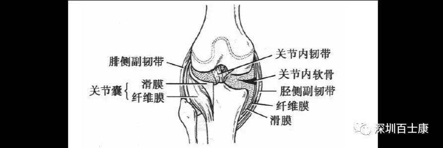 筋膜在人體各系統的分佈(運動,神經,皮膚及皮下系統)_結締組織