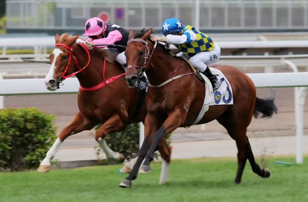 香港赛马运动的个人展示页