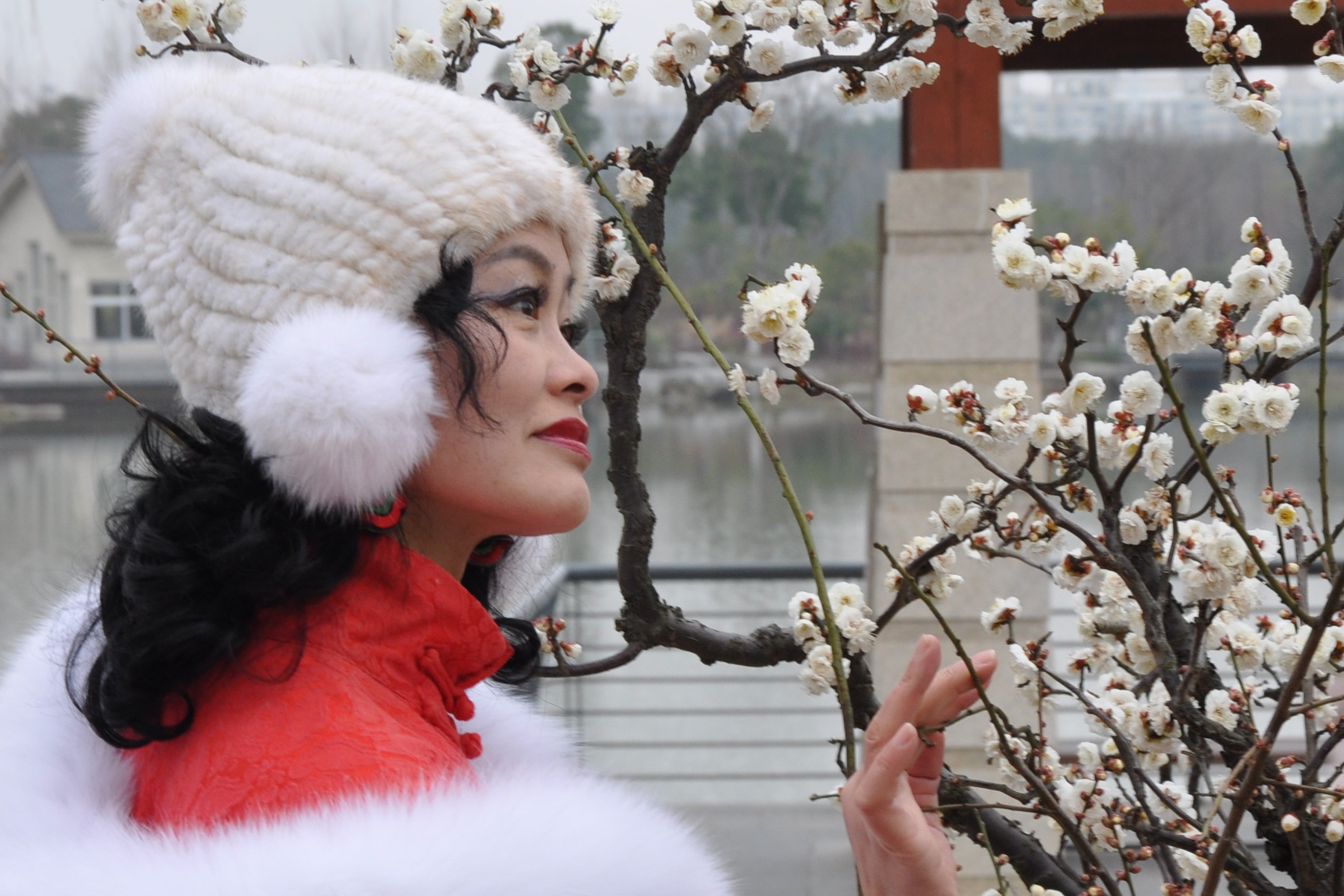 上海闵行梅园的龙游梅