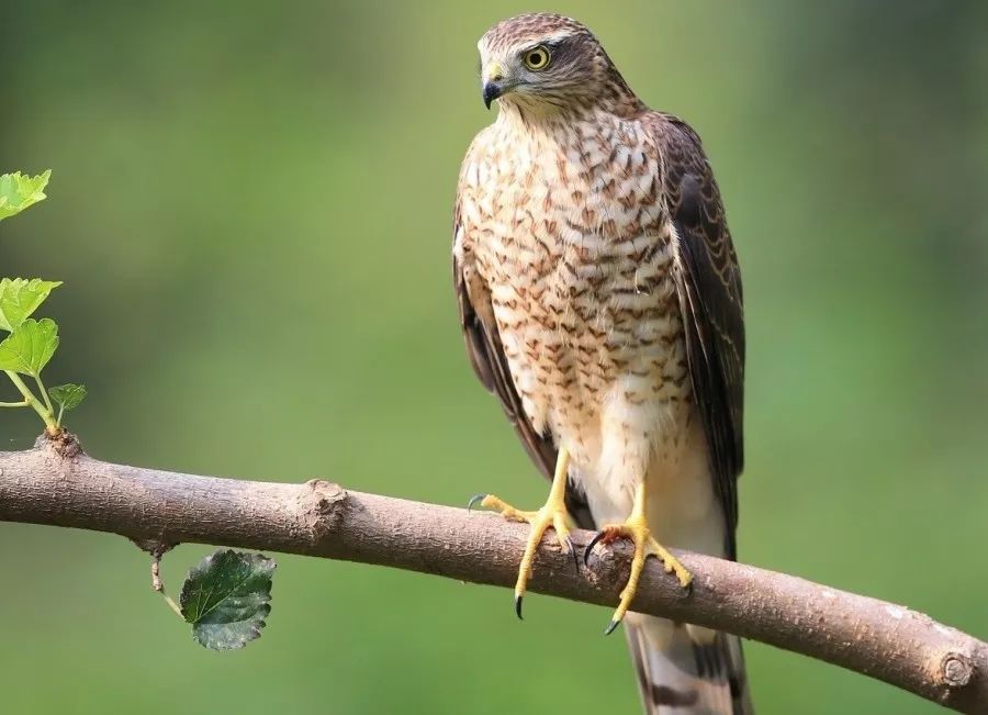 公益诉讼捕猎贩卖濒危野生动物二人被提起刑事附带民事公益诉讼