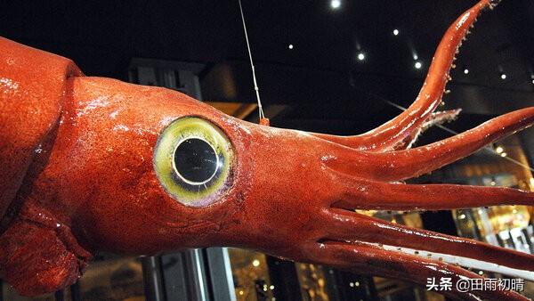 巨型鱿鱼:8个令人难以置信的事实