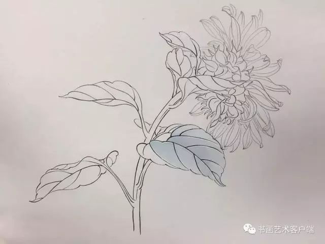 非常实用的白描的勾线规律大总结
