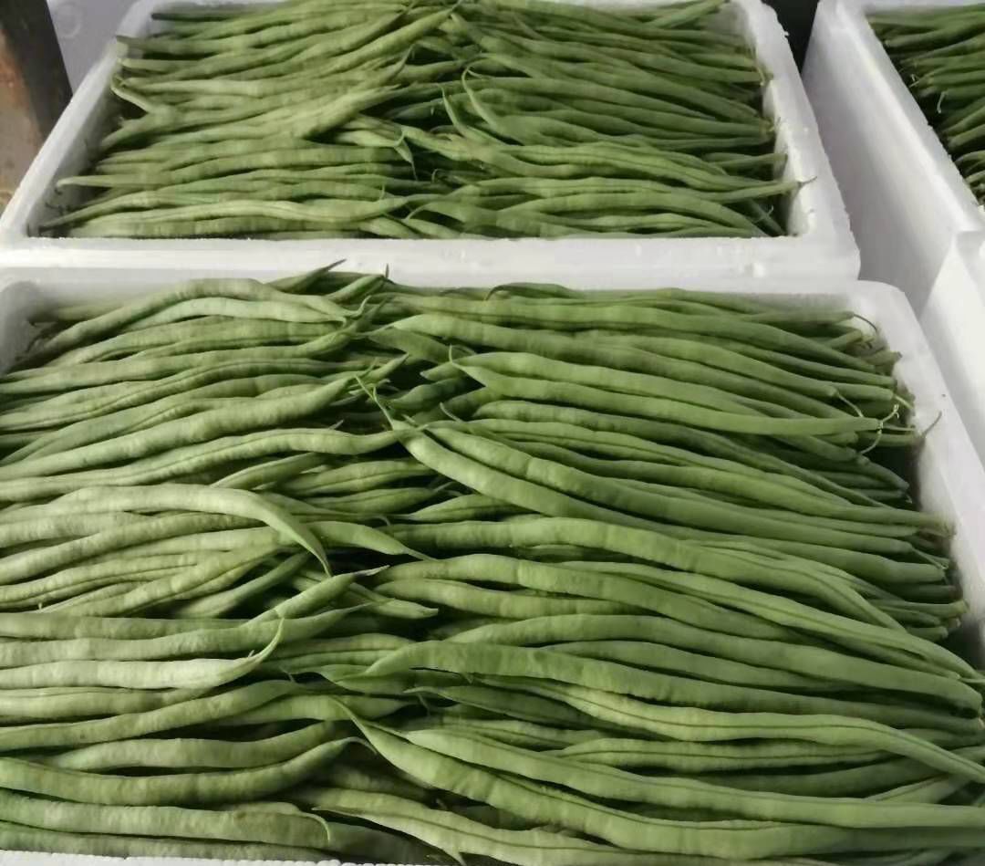 西盟冬季无筋豆艳惊北京新发地