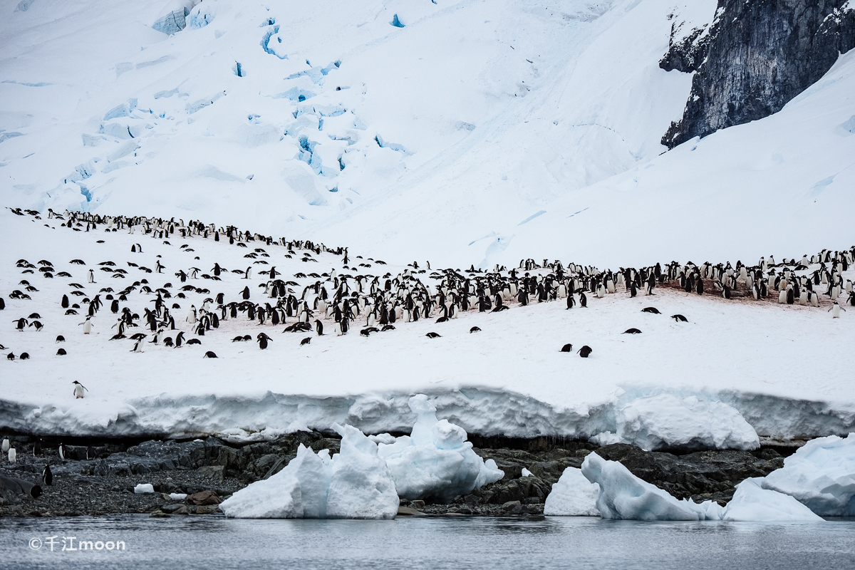 南极半岛最美登陆点