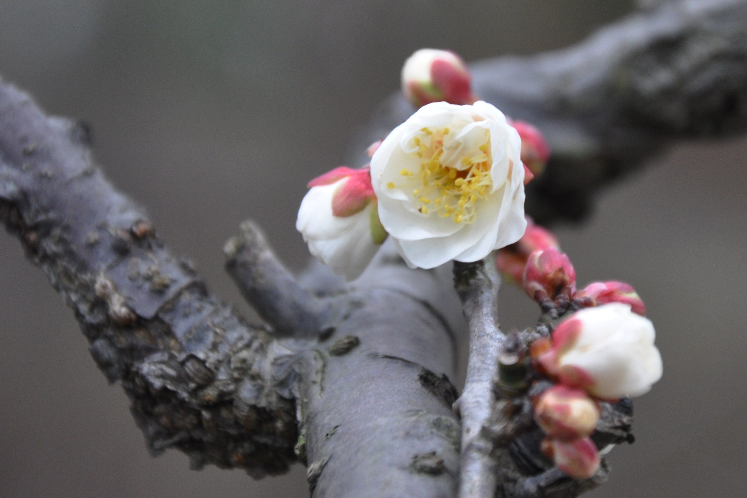 上海闵行梅园的龙游梅