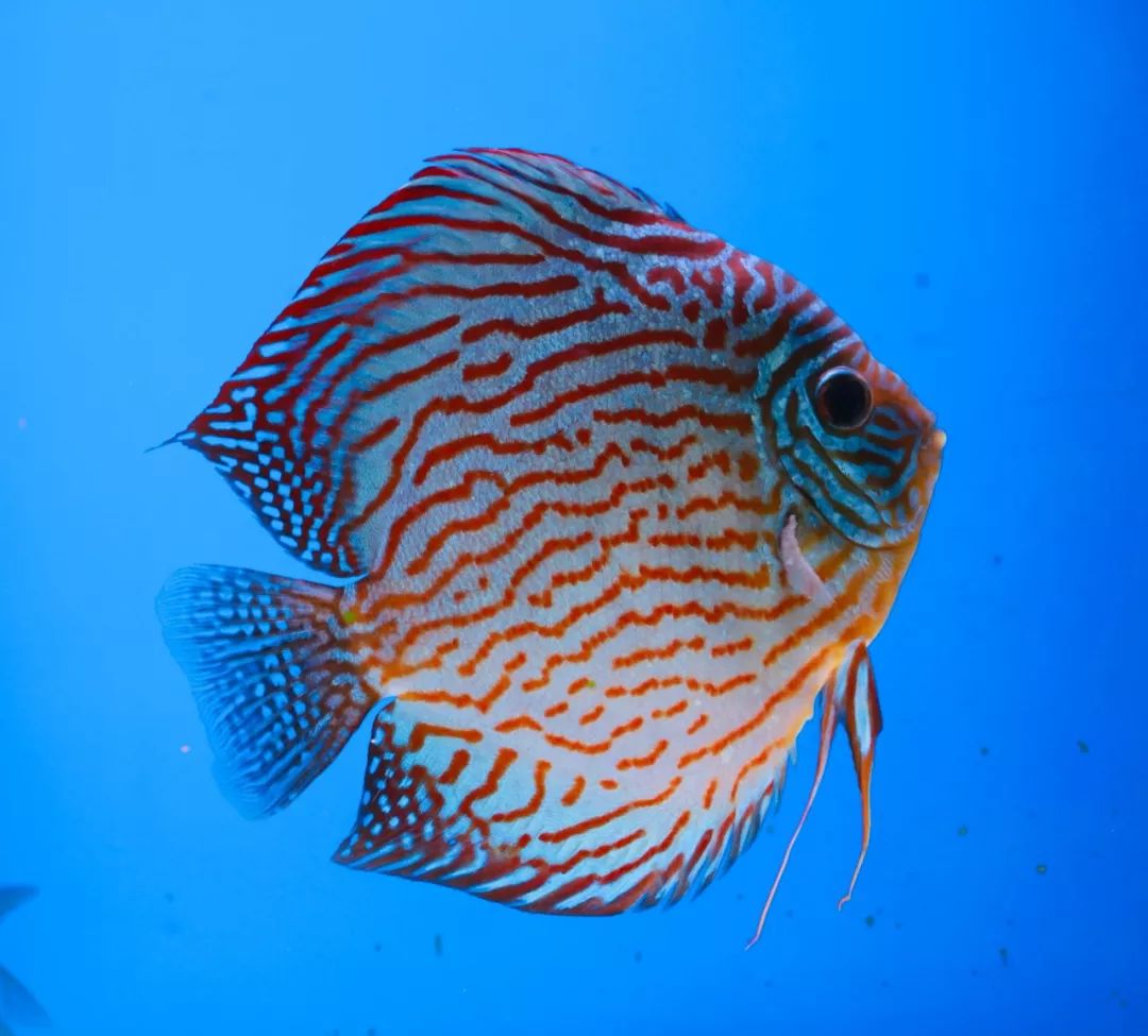 冠军揭晓缤纷水族观赏鱼摄影大赛圆满结束绝美作品等你来赏