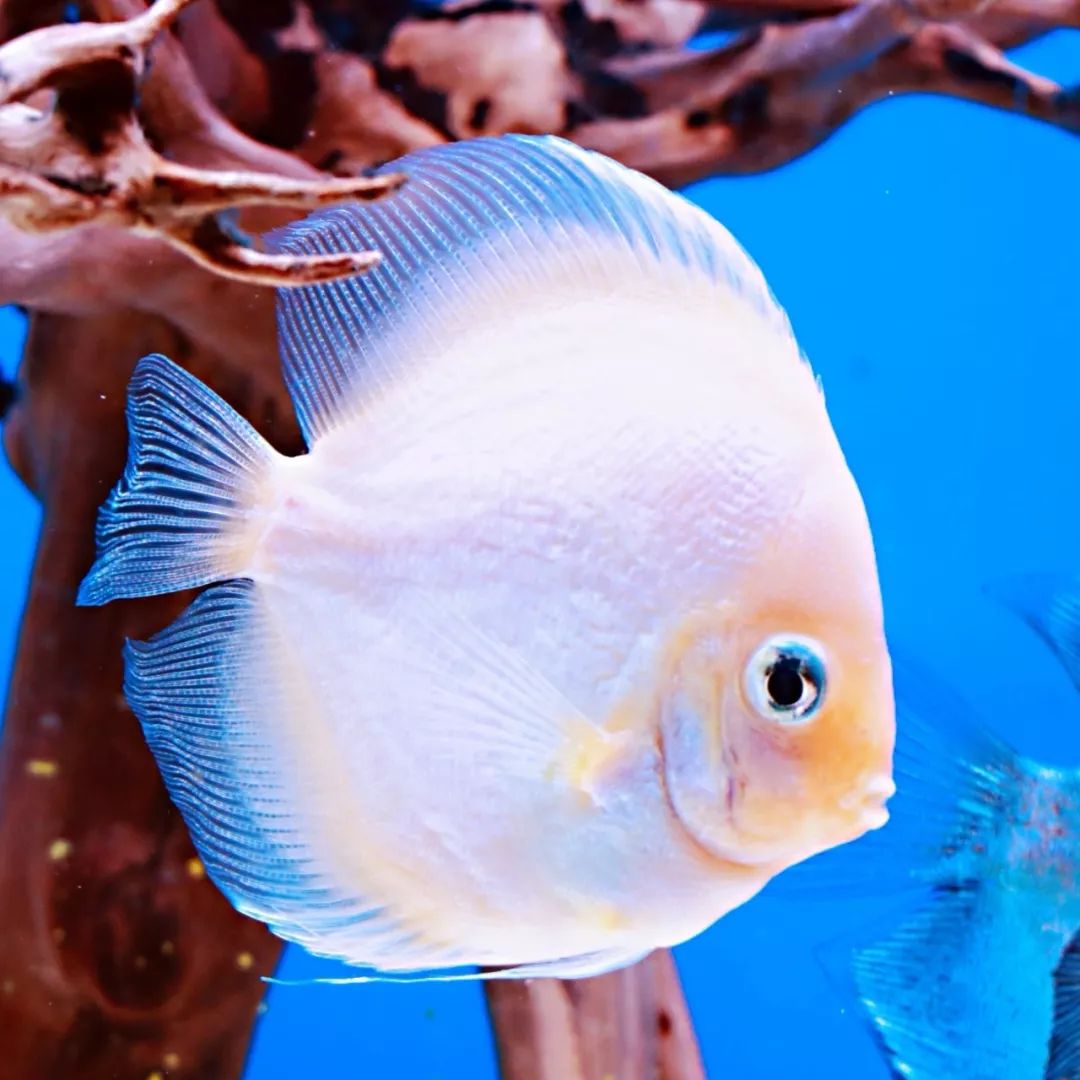 冠军揭晓缤纷水族观赏鱼摄影大赛圆满结束绝美作品等你来赏