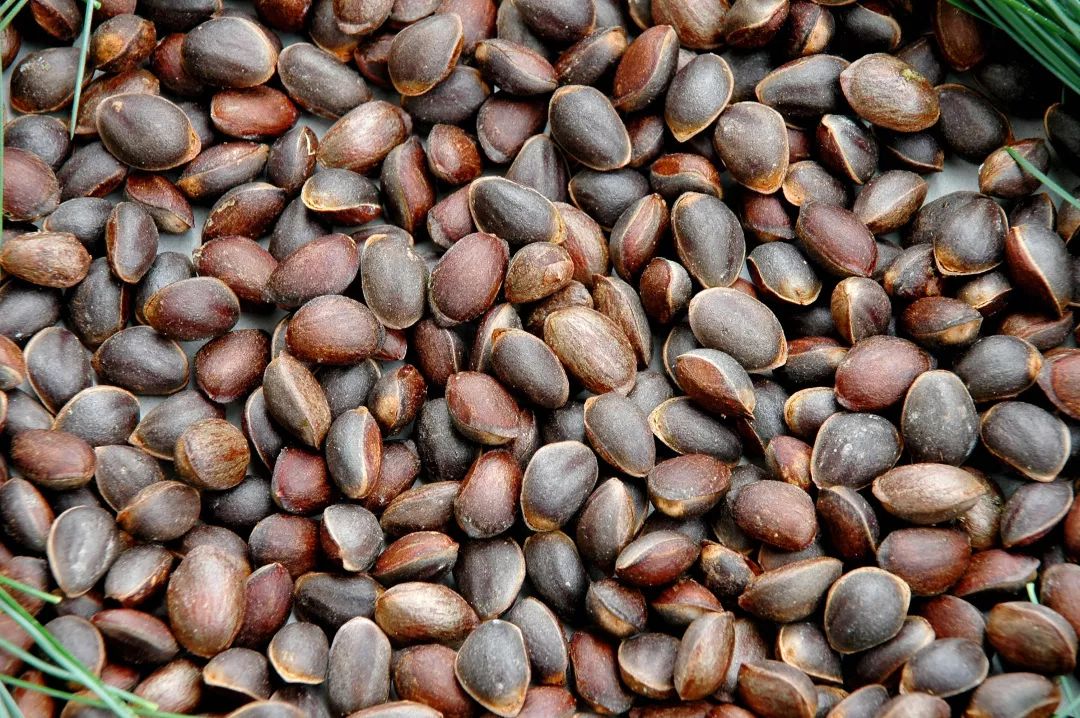 看会东年货故事会东松籽