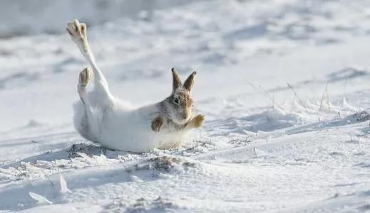 萌萌的兔子在雪地里雪地里抓兔子来一波如何?