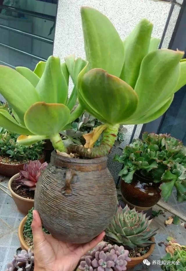 破坛子养多肉盆盆造型独特美得人见人夸