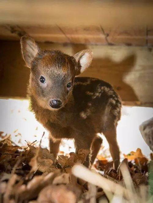 世界上最小的鹿成年也才80厘米 萌死了