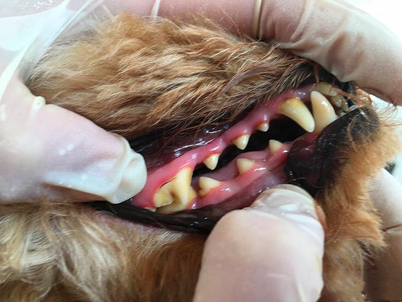据说牙龈颜色反应狗狗健康你注意了吗