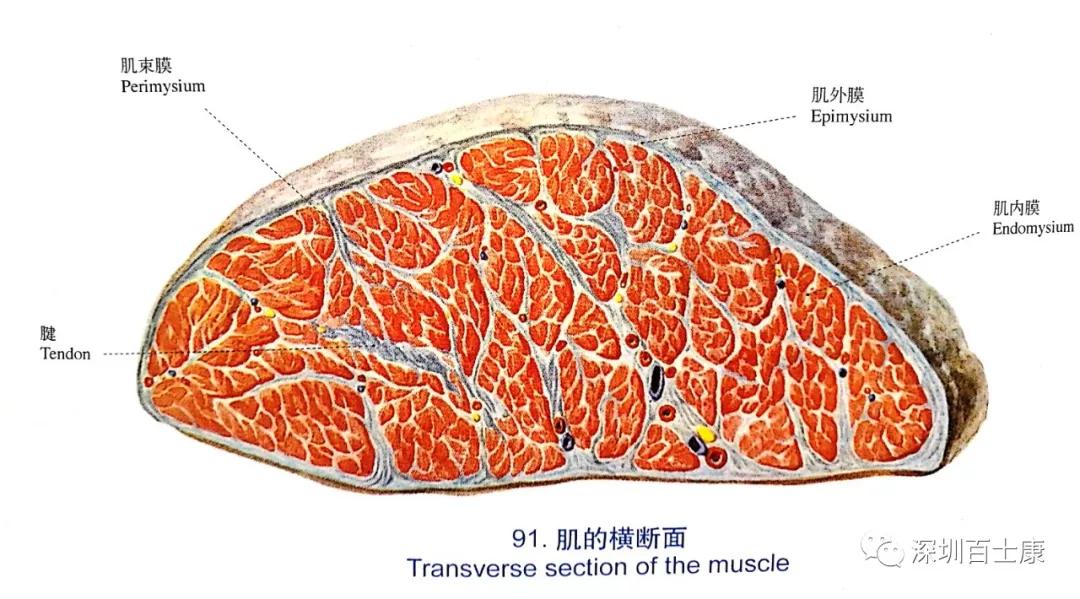 骨骼肌的周围均包裹着结缔组织,其中包裹在整块肌肉外面的结缔 组织为