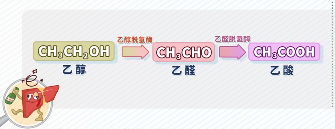 酒精,又称乙醇,当它进入人体,它会在乙醇脱氢酶作用下变成乙醛,乙醛会