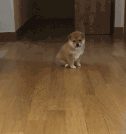 请问这样的柴犬从哪里可以得到?在线等!