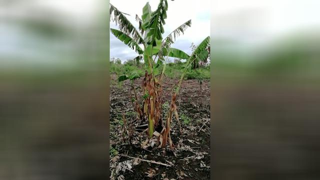 非洲的香腸樹大象愛吃