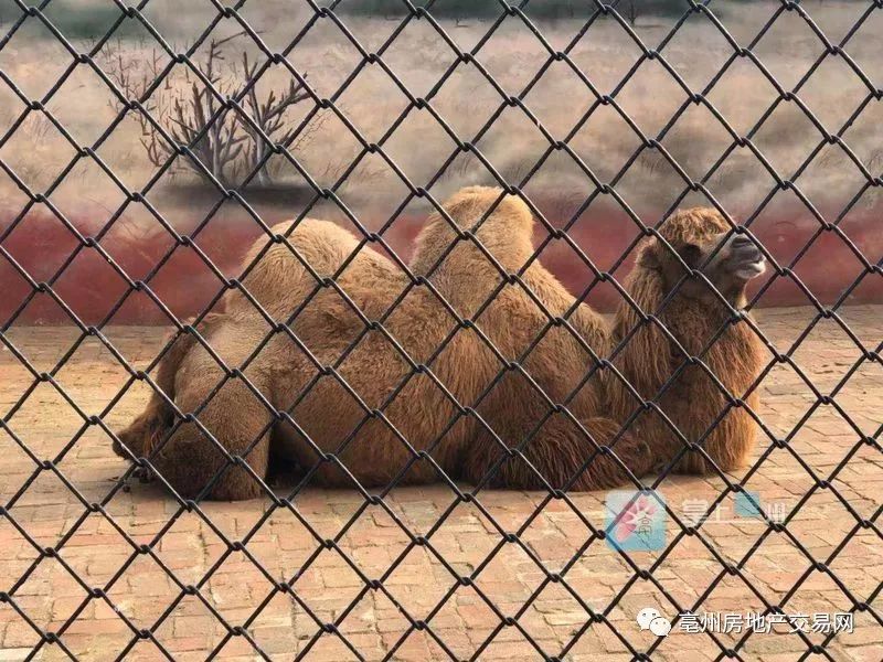 亳州动物园今天正式开园票价定了