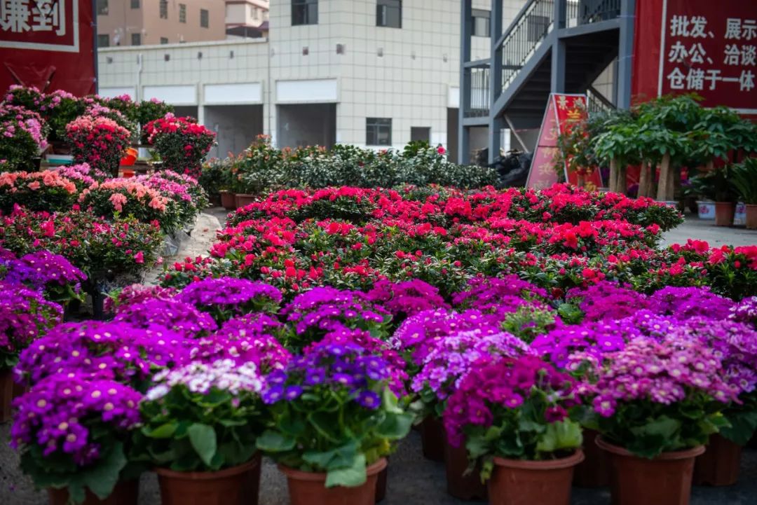 韶关迎春花市国潮美食街开街盛况丨10次路过9次爆满绝不踩雷国潮美食