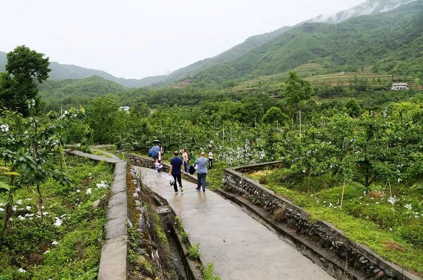蚂蚁森林平武福寿保护地上线!赶快来申领,守护家乡的青山绿水!
