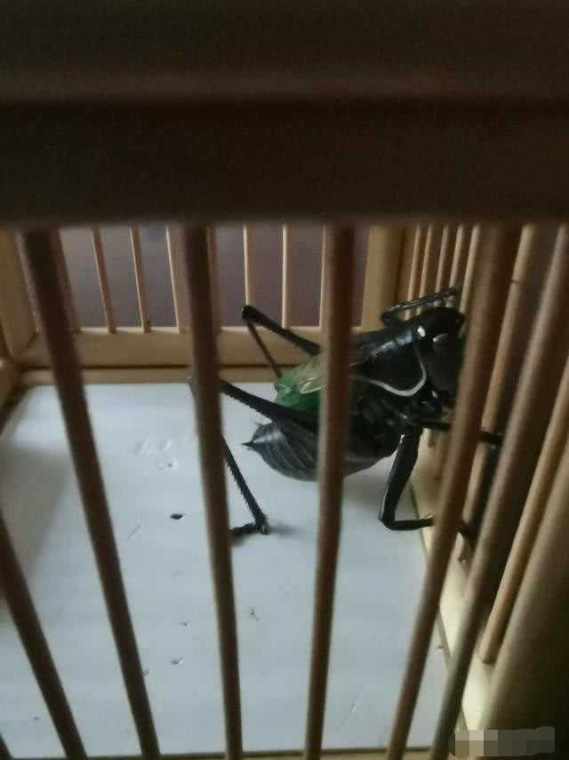 赵忠祥养的两只蝈蝈为主殉葬一死一残!网友的回复亮了!
