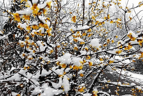 半枝梅开待春来