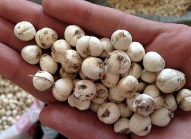 山上有1种"贝母",1斤卖到"700元",想挖不好找,遇到请爱惜_植物