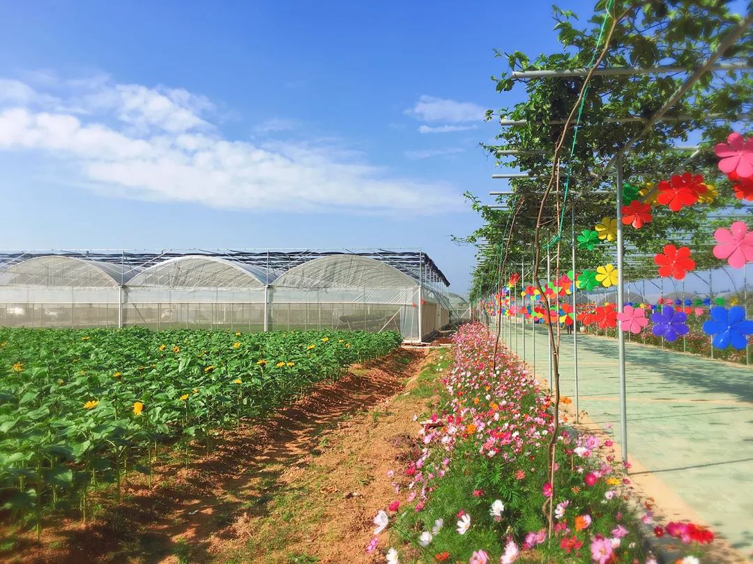 企石我的农场春节摊位招募门票这样免费送