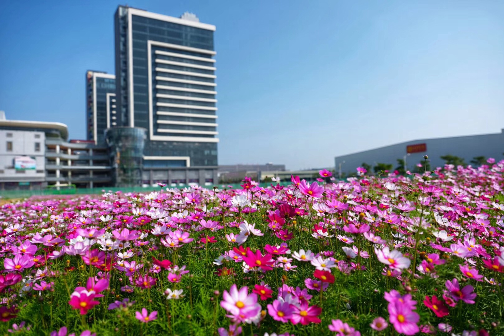 澄海这个地方的格桑花美得不要不要的!快来打卡