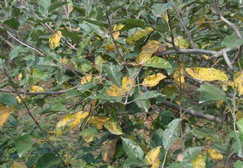 该病是褐斑病,圆斑病,灰斑病和斑点落叶病的总称,灰斑病5月上旬侵染新