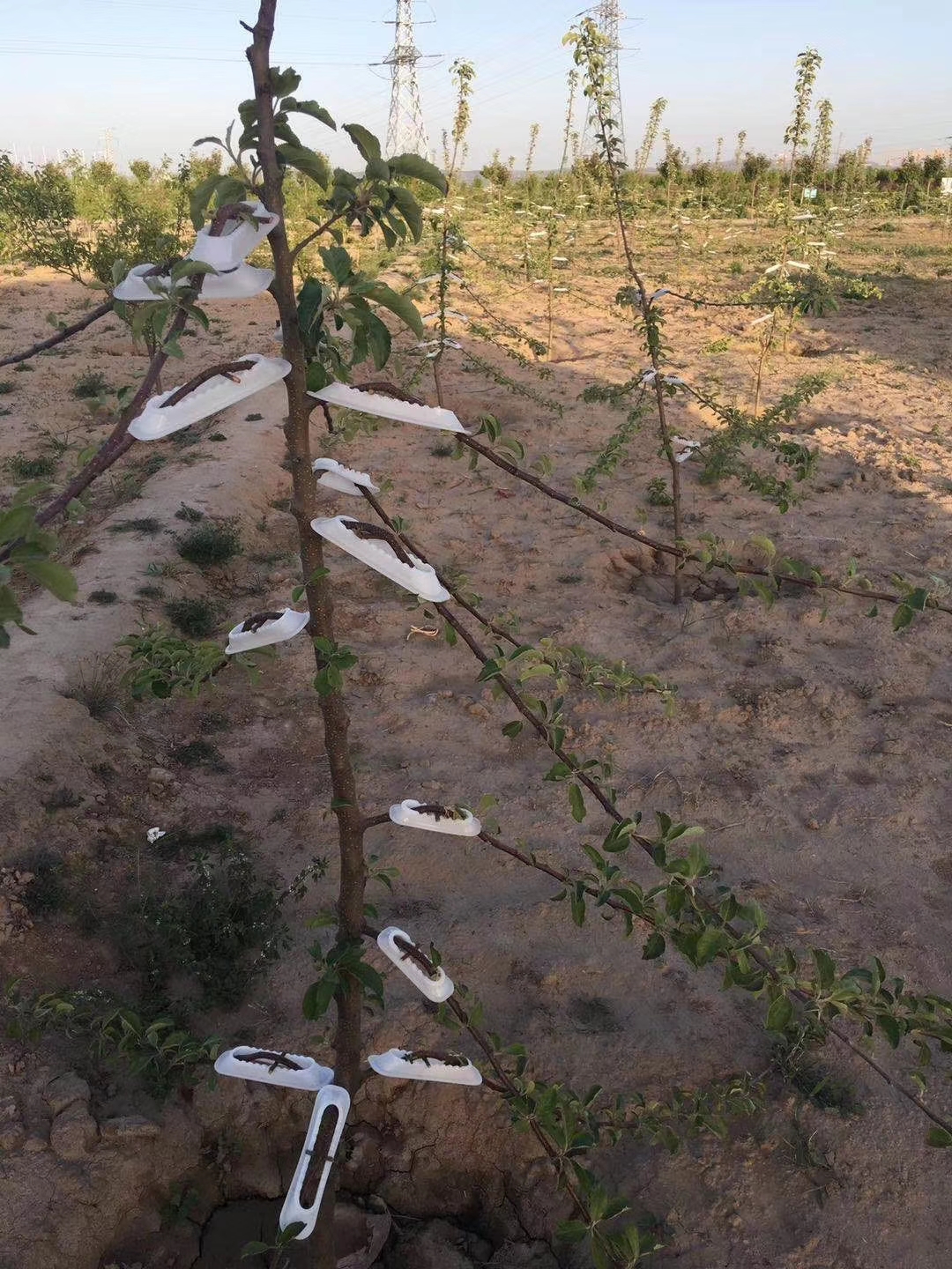 适应于苹果树,梨树,桃树,橘子树,核桃树,杏树,西梅树,石榴树,樱桃树