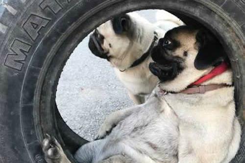 差不多是条废狗了