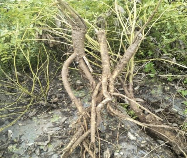 1种野生"黄芪"根茎珍贵,以往被大量采挖,如今少见,请爱惜