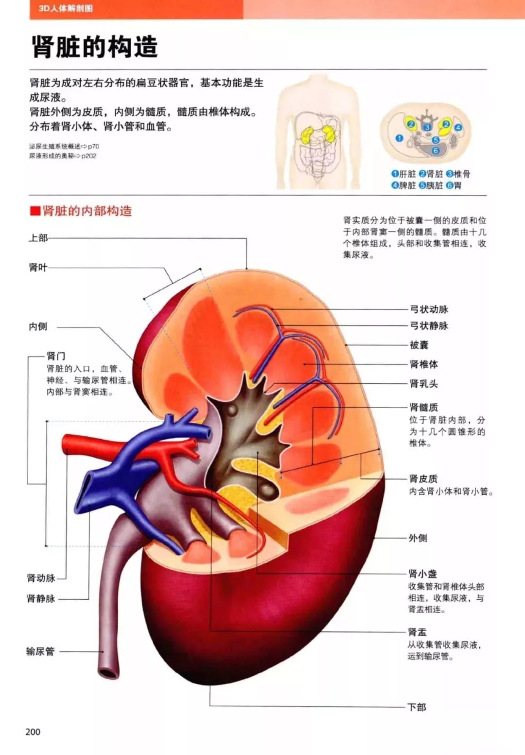 3d人体解剖图