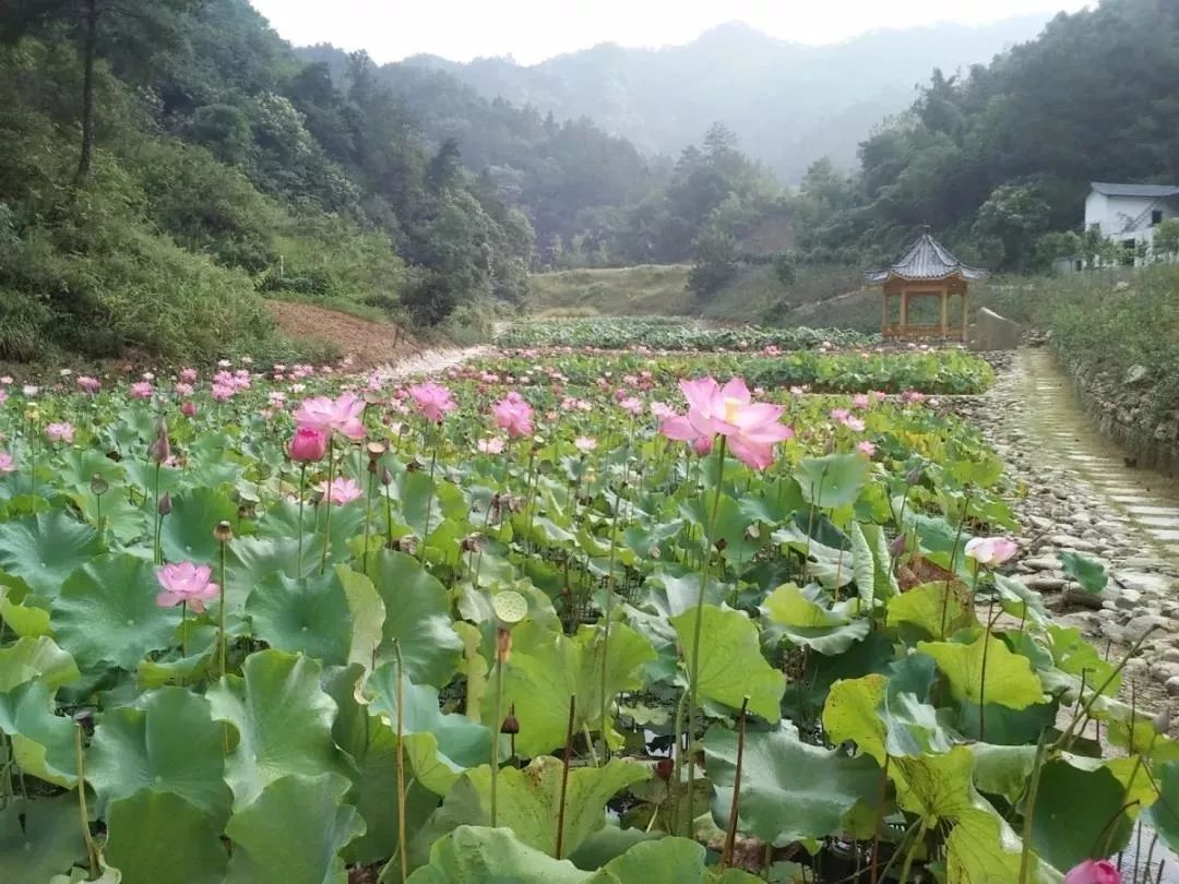 縣鎮核桃園村官山鎮五龍莊村鹽池河鎮鹽池灣村鄖陽區茶店鎮櫻桃溝村