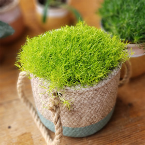 喜欢苔藓又养不好那就养一盆爱尔兰珍珠草比苔藓好看还好养