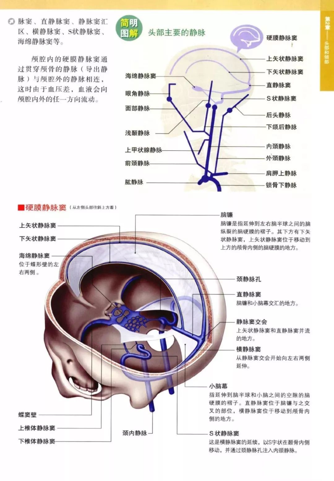 3d人體解剖圖