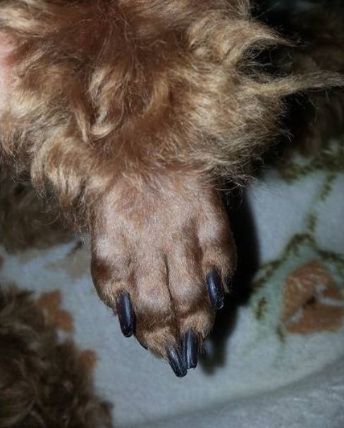 主人想给狗砸剃个贵宾脚结果一不小心剃多了