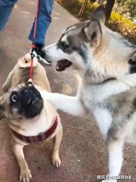 原创哈士奇各种干架集锦二哈的狗生难求一胜牙都掉腿也折了