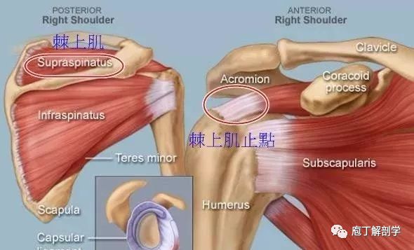 肩胛提肌激痛点图片