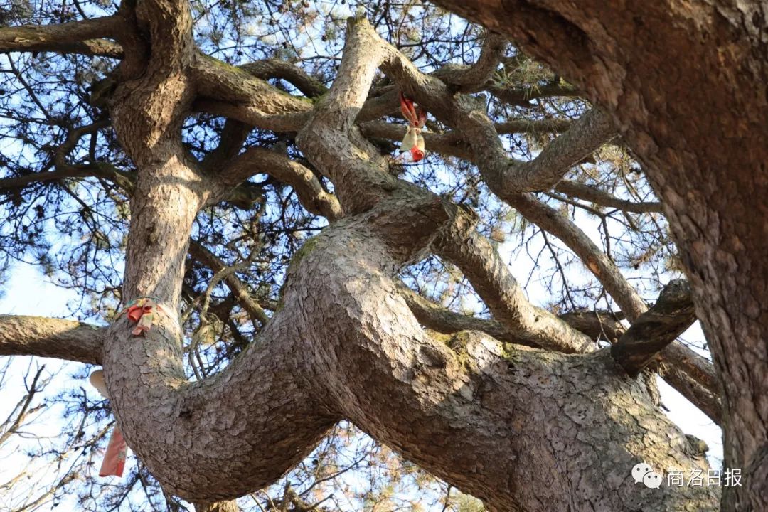 蜿蜒如游龙飞天狂风吹不倒,霜雪压不断杨家岭的塬上,矗立千年一棵松树