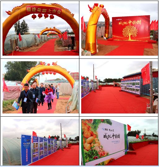 先正达美甜03高效防控叶部病害的硬实力!