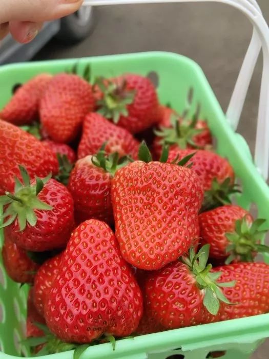 星工场的草莓园熟啦06482大1小采摘票赠1斤草莓带走8折全家尽享田园
