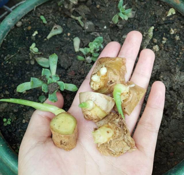 大家都在种生姜盆景,比富贵竹好看