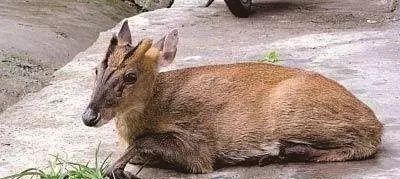 厦门一货车上惊现两只濒危国宝!有只伤情严重._动物