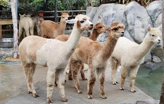 漳州天柱山欢乐大世界开园一周年动物世界昨日试营业